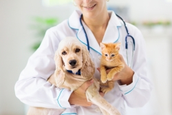 veterinary accounting